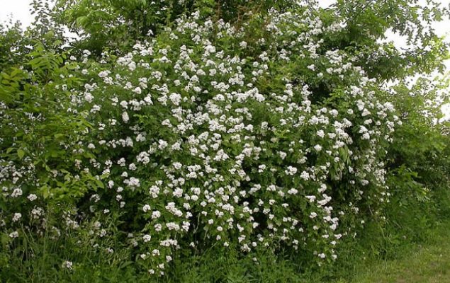 multiflora rose