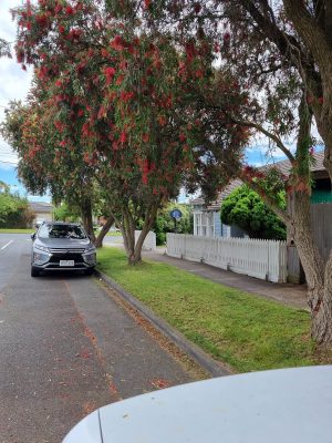 Lawn mowing company in Camberwell